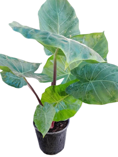 Alocasia Imperial Red